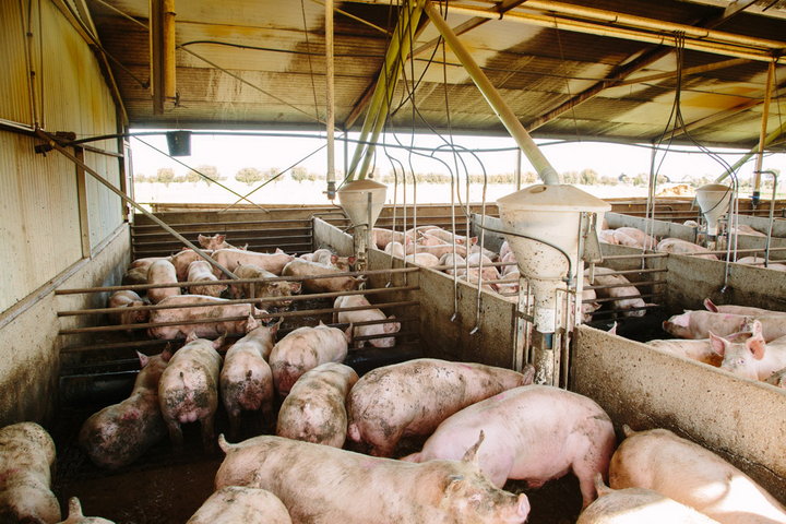 Pig Farming