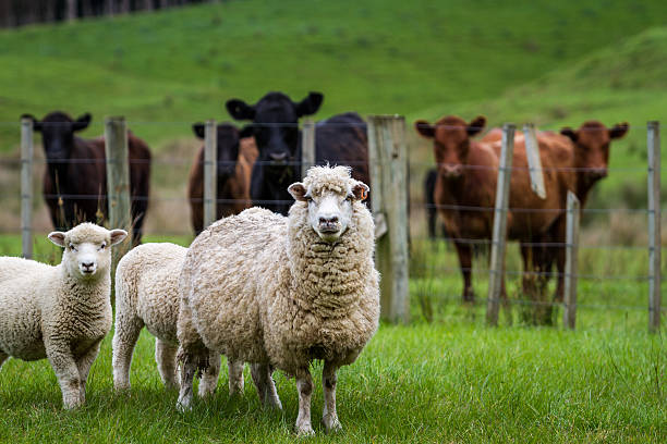 Sheep Farming Services